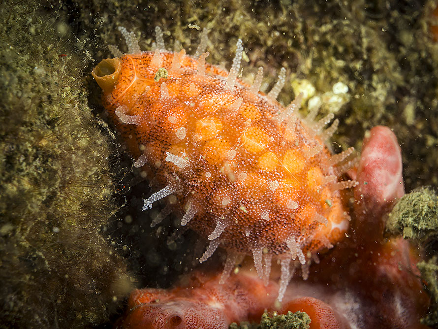 Cribrarula cribraria